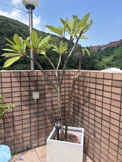（分類：）位於 。 由 yann852 提交（商品編號 1464386133，圖片 1）。簡介： 。