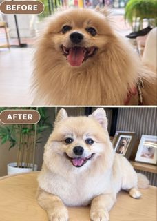(Category: ) located in . Submitted by grooming (Listing ID 1464367442, Image 1). Description: .