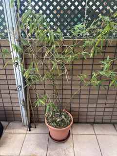 （分類：）位於 。 由 yann852 提交（商品編號 1464386581，圖片 1）。簡介： 。