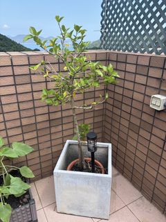 （分類：）位於 。 由 yann852 提交（商品編號 1464386781，圖片 1）。簡介： 。