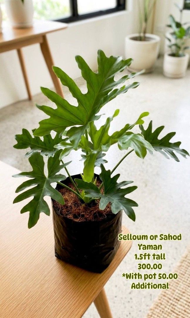 Selloum or Sahod Yaman 1.5ft (Category: Plants & Seeds) located in Paranaque City. Submitted by mherz_ariel (Listing ID 1464372360, Image 1). Description: .
