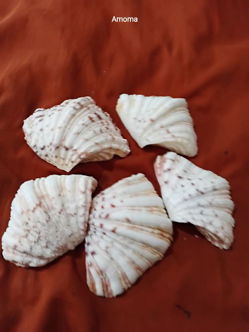 Set of 5 Decorative Seashells for Crafting (Category: Handmade Craft) located in Taguig. Submitted by amomaenterprise (Listing ID 1464384505, Image 2). Description: - Set of 5 decorative seashells - Natural white and brown colors - Ideal for DIY crafts, home decor, or aquariums 5pcs - Each shell features unique patterns and textures - Cleaned and ready for immediate use - Great value bundle deal.