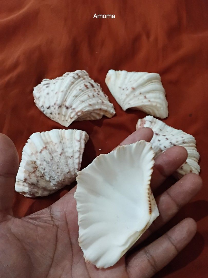 Set of 5 Decorative Seashells for Crafting (Category: Handmade Craft) located in Taguig. Submitted by amomaenterprise (Listing ID 1464384505, Image 3). Description: - Set of 5 decorative seashells - Natural white and brown colors - Ideal for DIY crafts, home decor, or aquariums 5pcs - Each shell features unique patterns and textures - Cleaned and ready for immediate use - Great value bundle deal.