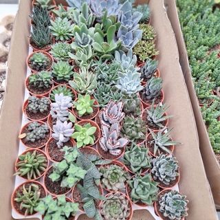 (Category: ) located in . Submitted by lumiora (Listing ID 1464639876, Image 1). Description: .