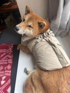 （分類：）位於 。 由 shopuntiludroppp 提交（商品編號 1464593801，圖片 1）。簡介： 。