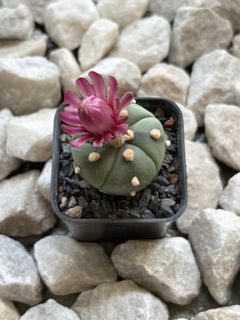 (Category: ) located in . Submitted by aster_garden (Listing ID 1464644055, Image 1). Description: .