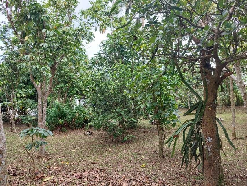 Alfonso Orchard For Sale (Category: Lot) located in Manila. Submitted by jiricarte (Listing ID 1464581030, Image 3). Description: Alfonso Orchard For Sale Balubad Road, Mangas I, Alfonso Cavite Residential Farm lot 913 sqm., clean title, Zoned for Residential. (Cottage not included). Plants/Trees: coffee, lanzones, bananas, coconuts, santol, laurel, calamansi, avocados, lime, kafir lime, mangosteen, paminta, guyabano, developed garden with orname