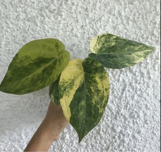 (Category: ) located in . Submitted by PlantsRanger (Listing ID 1464719091, Image 1). Description: .