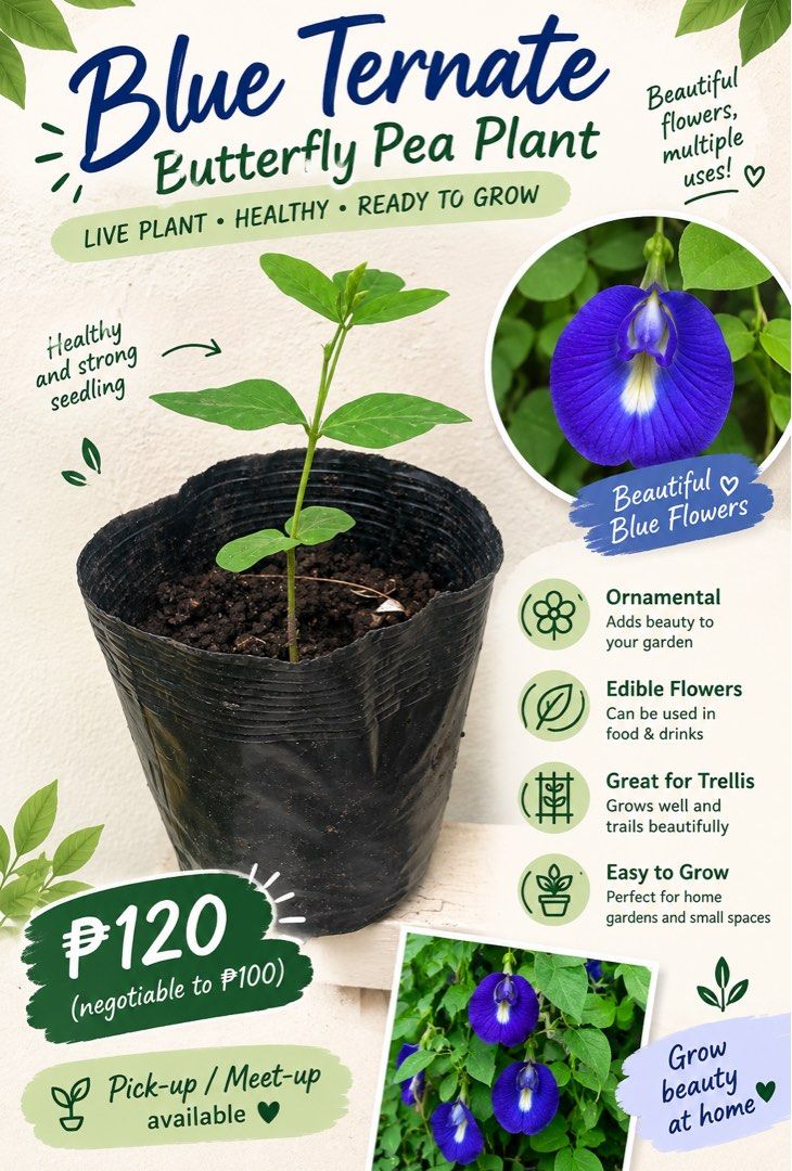 Blue Ternate (Category: Pots & Planters) located in Cabuyao City. Submitted by jedelacruz43461 (Listing ID 1464605961, Image 1). Description: - Healthy plant seedlings - Each in an individual black pot with good soil - Strong, green leaves - Ideal for starting or expanding your garden - Ready for transplanting.