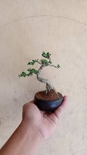 (Category: ) located in . Submitted by sindo.sg (Listing ID 1464674597, Image 1). Description: .