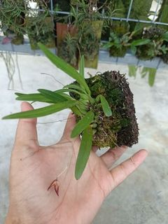 (Category: ) located in . Submitted by sindo.sg (Listing ID 1464678249, Image 1). Description: .