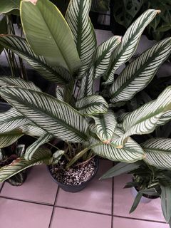 (Category: ) located in . Submitted by emesr (Listing ID 1464738306, Image 1). Description: .