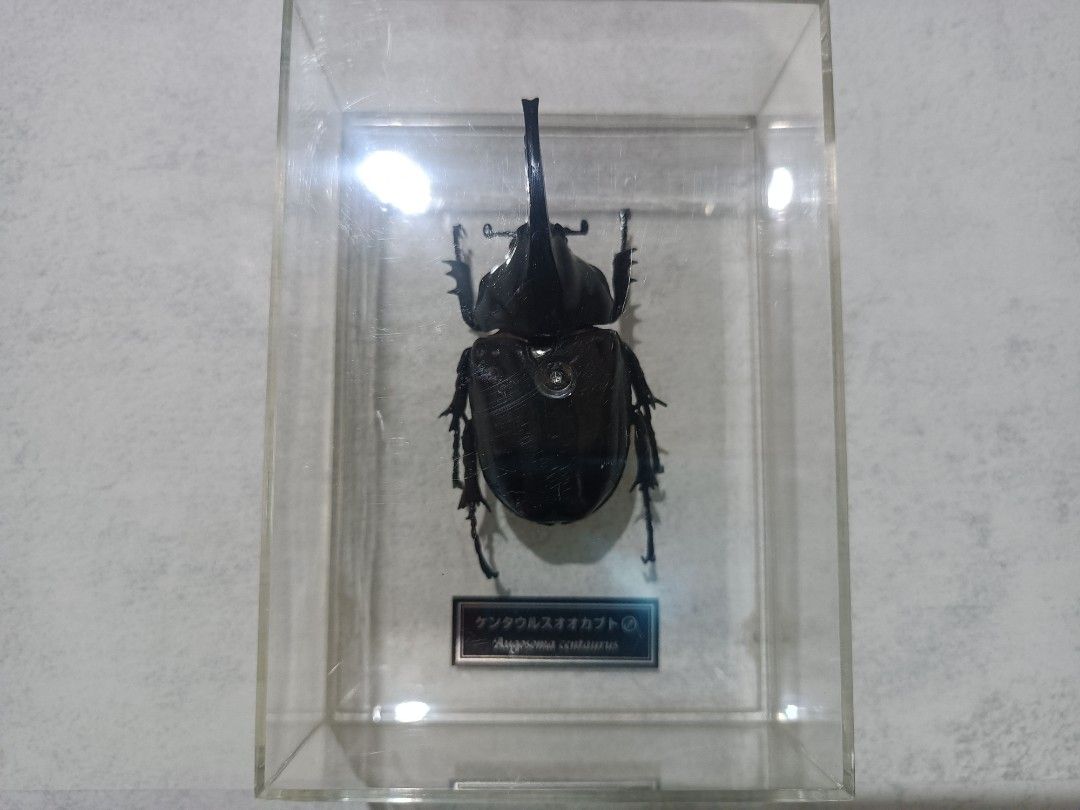 Centaurus beetle (Augosoma centaurus) Specimen 1:1 Scale (Category: Figurines & Statues) located in Davao. Submitted by zeek_key_collectibles (Listing ID 1464727966, Image 1). Description: .