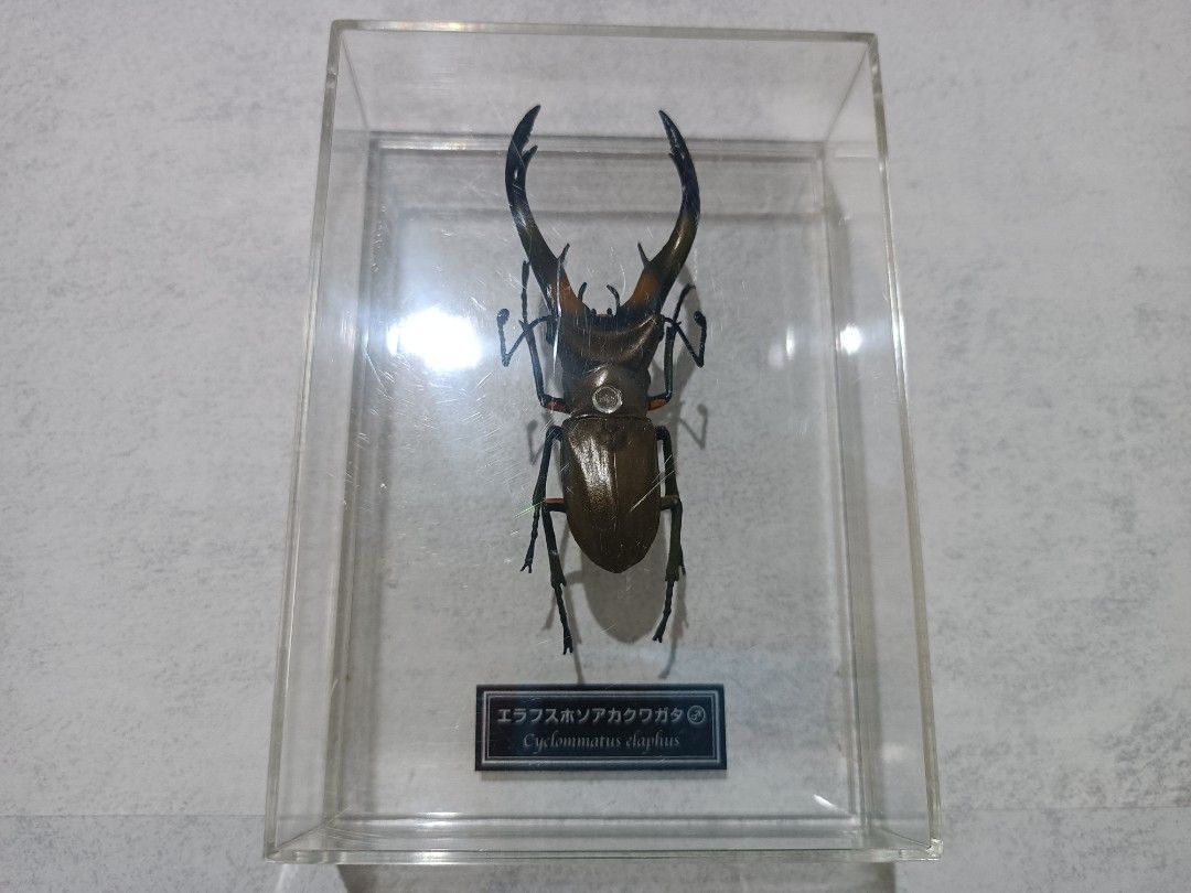 Deer Stag Beetle (Cyclommatus elaphus) Specimen 1:1 Scale (Category: Figurines & Statues) located in Davao. Submitted by zeek_key_collectibles (Listing ID 1464730887, Image 1). Description: .