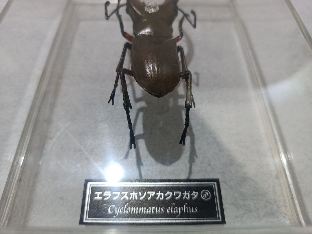 Deer Stag Beetle (Cyclommatus elaphus) Specimen 1:1 Scale (Category: Figurines & Statues) located in Davao. Submitted by zeek_key_collectibles (Listing ID 1464730887, Image 2). Description: .