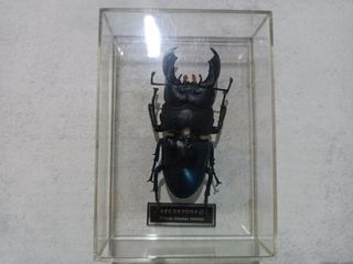 (Category: ) located in . Submitted by zeek_key_collectibles (Listing ID 1464721102, Image 1). Description: .