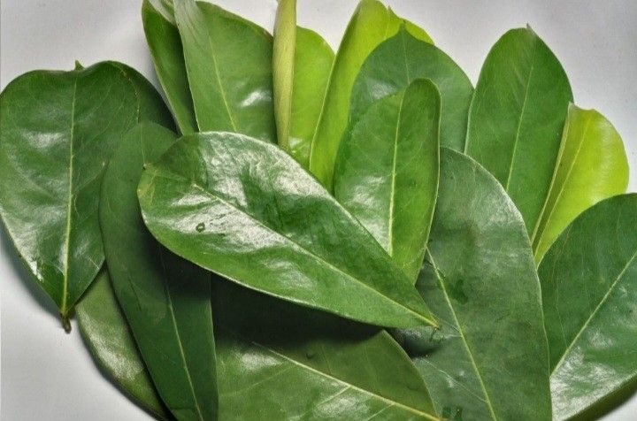 GUYABANO LEAVES (Category: Looking For) located in Batangas. Submitted by zenrez_shop (Listing ID 1464616513, Image 2). Description: ✨️Fresh leaves 45 pieces for only Php.59.00 Benefits of guyabano leaves Tea: Potential benefits being studied include: 🍃 Antioxidant activity: Soursop leaves contain compounds with antioxidant properties. 🫖 May support relaxation: Some people drink the tea as a calming herbal beverage. 🩸 Possible blood-sugar effe