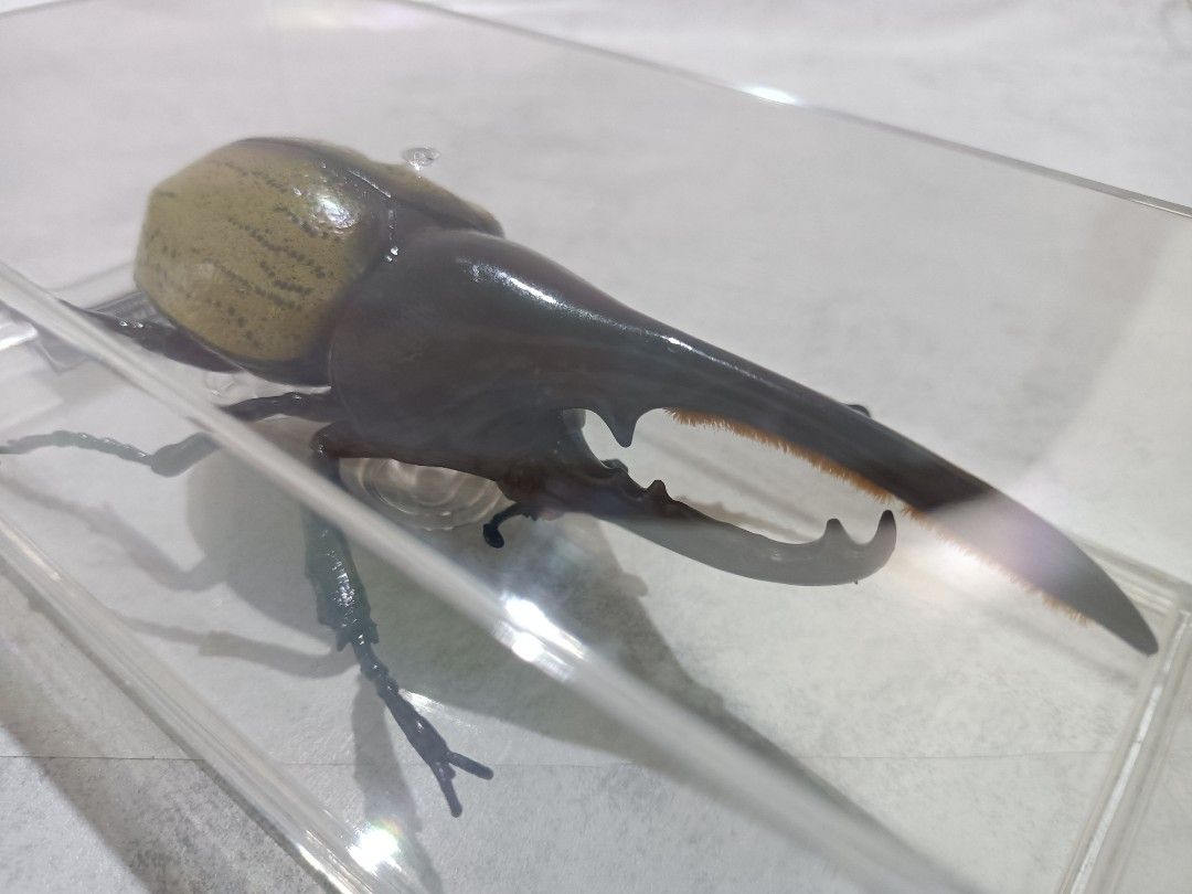 Hercules beetle (Dynastes hercules) Specimen 1:1 Scale (Category: Figurines & Statues) located in Davao. Submitted by zeek_key_collectibles (Listing ID 1464725370, Image 3). Description: .