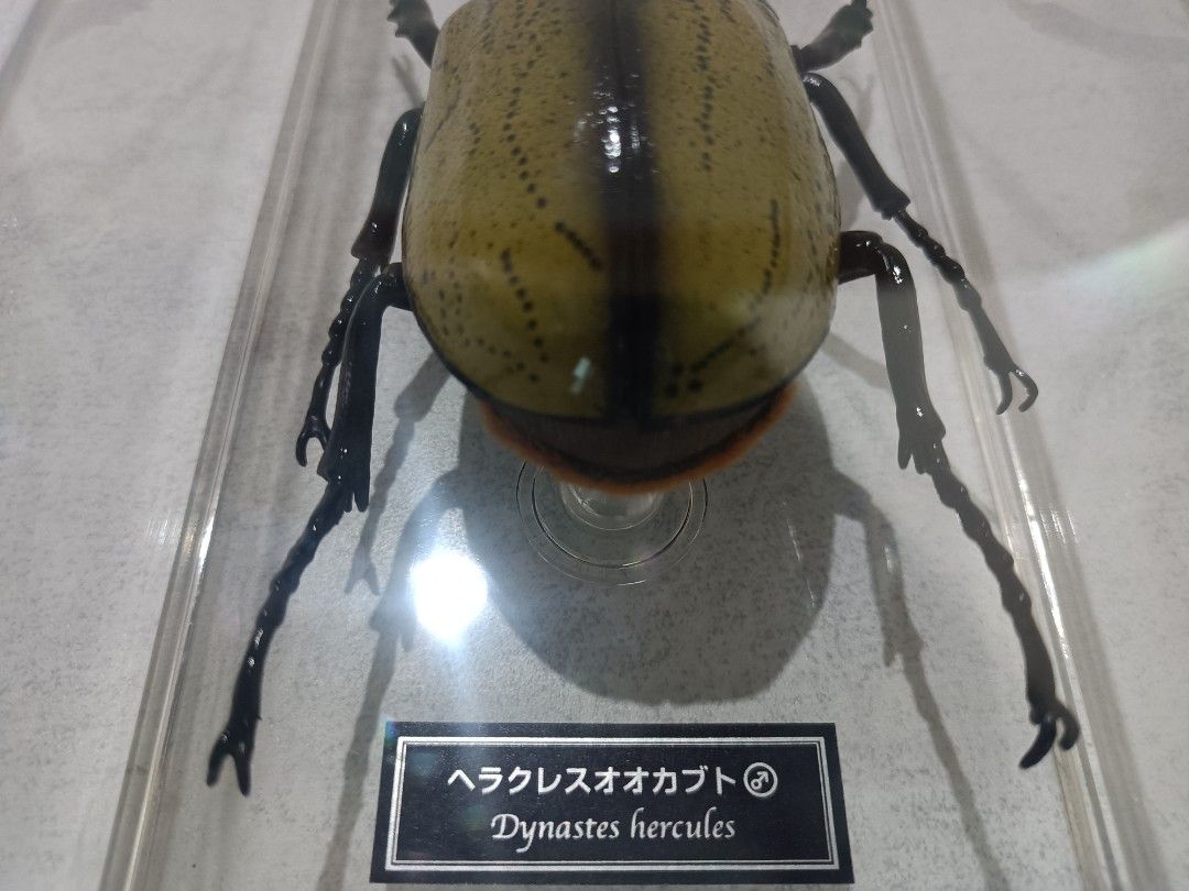 Hercules beetle (Dynastes hercules) Specimen 1:1 Scale (Category: Figurines & Statues) located in Davao. Submitted by zeek_key_collectibles (Listing ID 1464725370, Image 2). Description: .