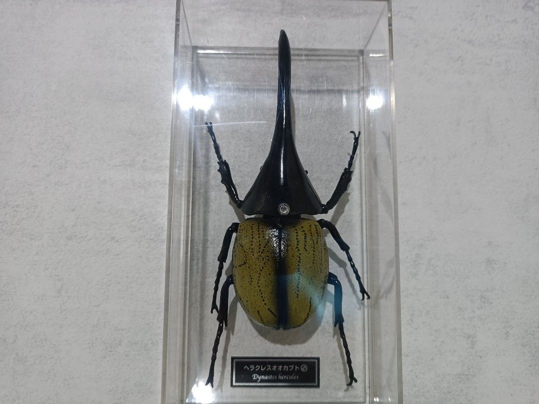 Hercules beetle (Dynastes hercules) Specimen 1:1 Scale (Category: Figurines & Statues) located in Davao. Submitted by zeek_key_collectibles (Listing ID 1464725370, Image 1). Description: .
