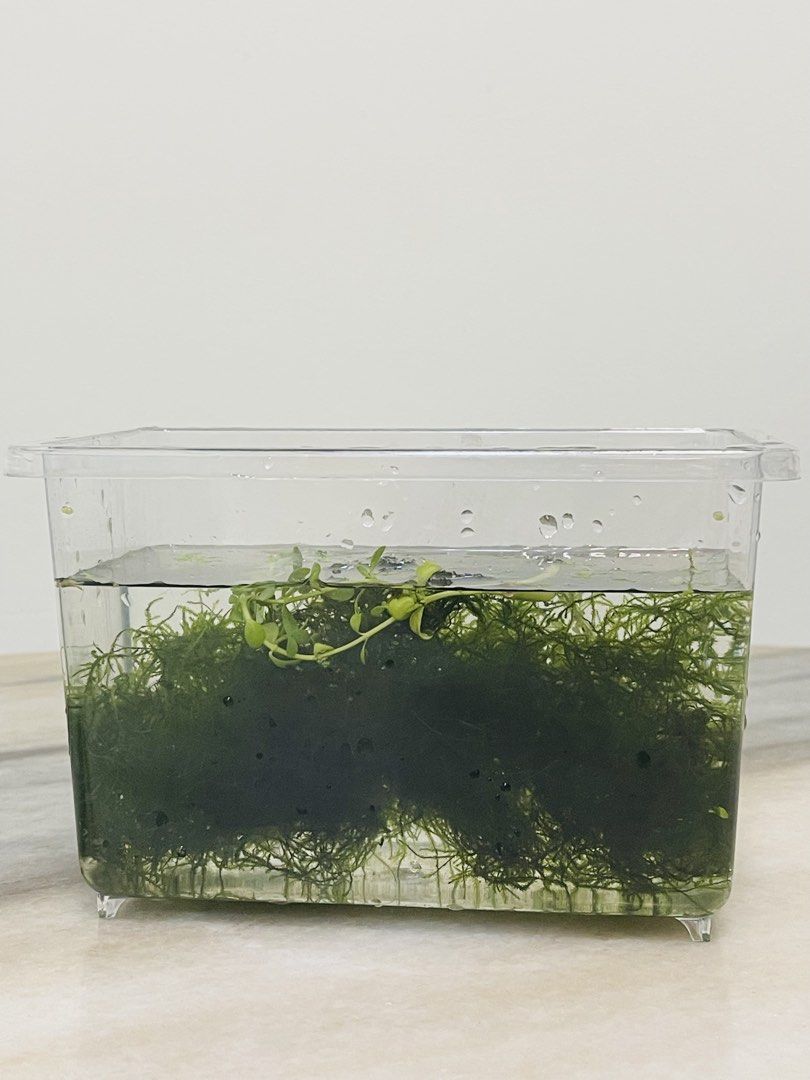 Java Moss (Category: Plants & Seeds) located in Singapore. Submitted by minimalist725 (Listing ID 1464734599, Image 1). Description: .