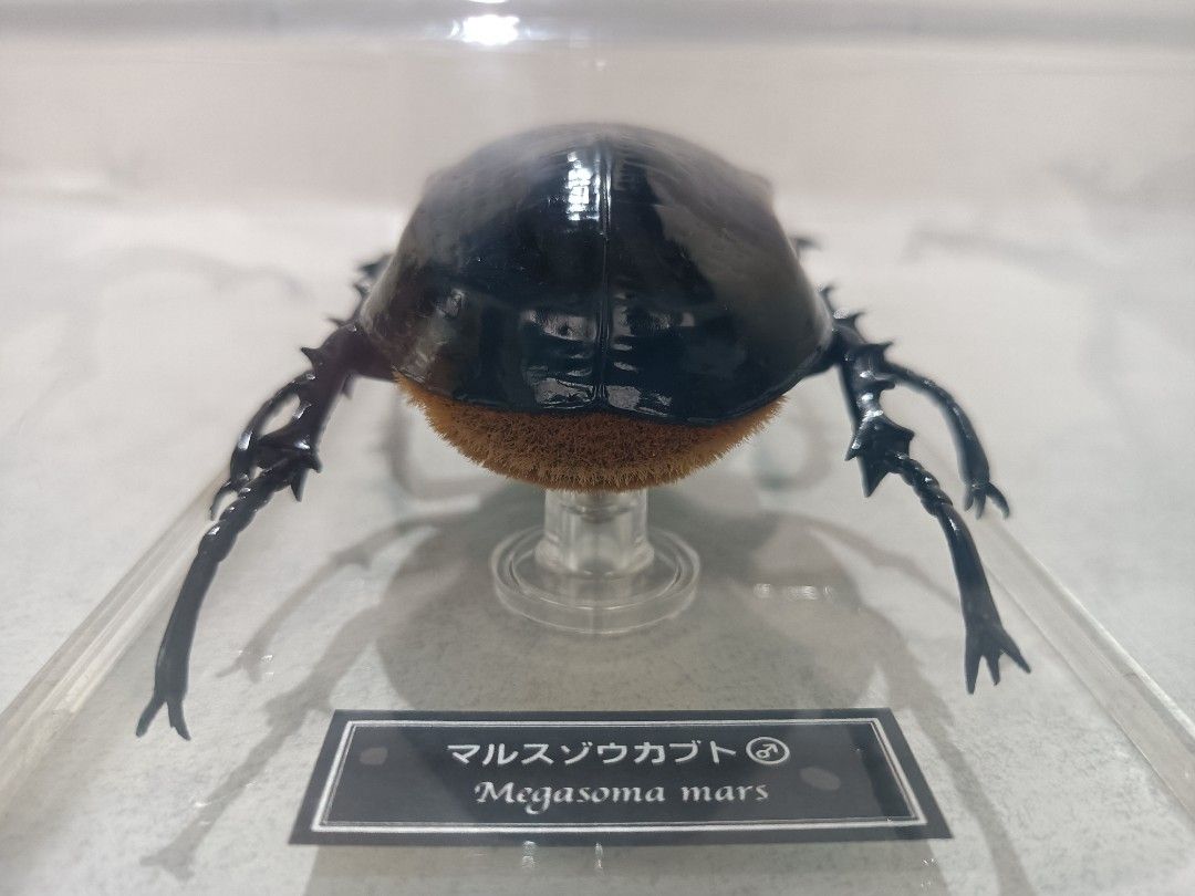 Mars elephant beetle (Megasoma mars) (Category: Figurines & Statues) located in Davao. Submitted by zeek_key_collectibles (Listing ID 1464719519, Image 2). Description: .