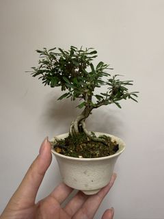 （分類：）位於 。 由 cinebonsai 提交（商品編號 1464737354，圖片 1）。簡介： 。