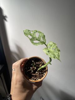 （分類：）位於 。 由 Stim1019 提交（商品編號 1449867192，圖片 1）。簡介： 。