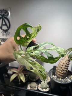 （分類：）位於 。 由 Stim1019 提交（商品編號 1449867018，圖片 1）。簡介： 。