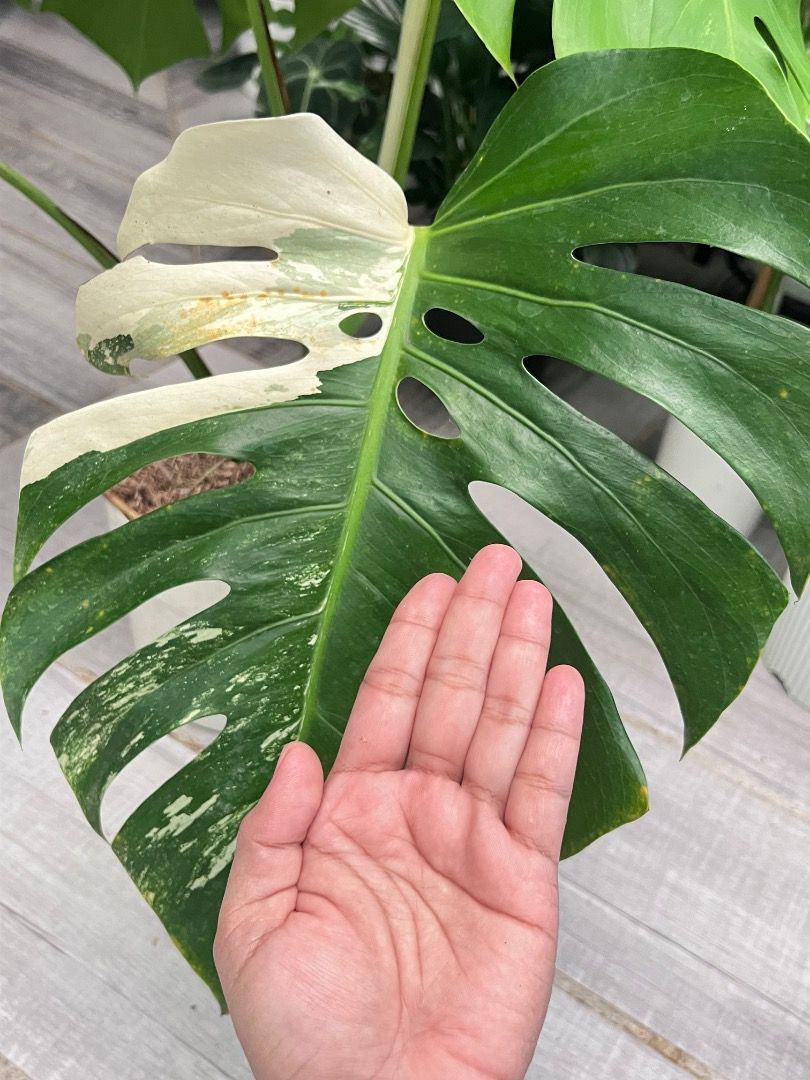 Monstera Borsi Albo (Category: Pots & Planters) located in Antipolo. Submitted by goodvinesonly888 (Listing ID 1464649616, Image 1). Description: .