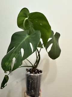 (Category: ) located in . Submitted by crazyplantparent00 (Listing ID 1464740769, Image 1). Description: .