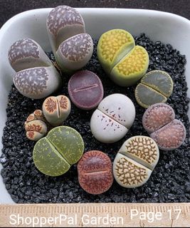 (Category: ) located in . Submitted by shopperpalgarden (Listing ID 1464571174, Image 1). Description: .
