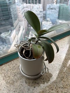 （分類：）位於 。 由 chambertininhk 提交（商品編號 1464640770，圖片 1）。簡介： 。