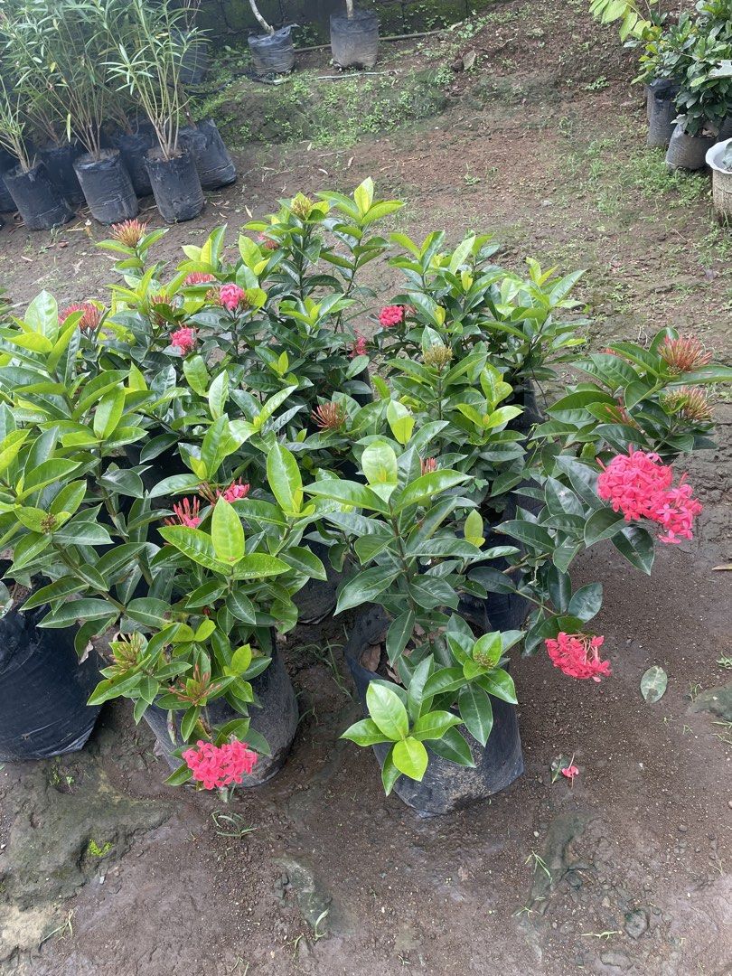 santan (Category: Gardening Tools & Ornaments) located in Silang. Submitted by luckykoki2018 (Listing ID 1464592115, Image 3). Description: .