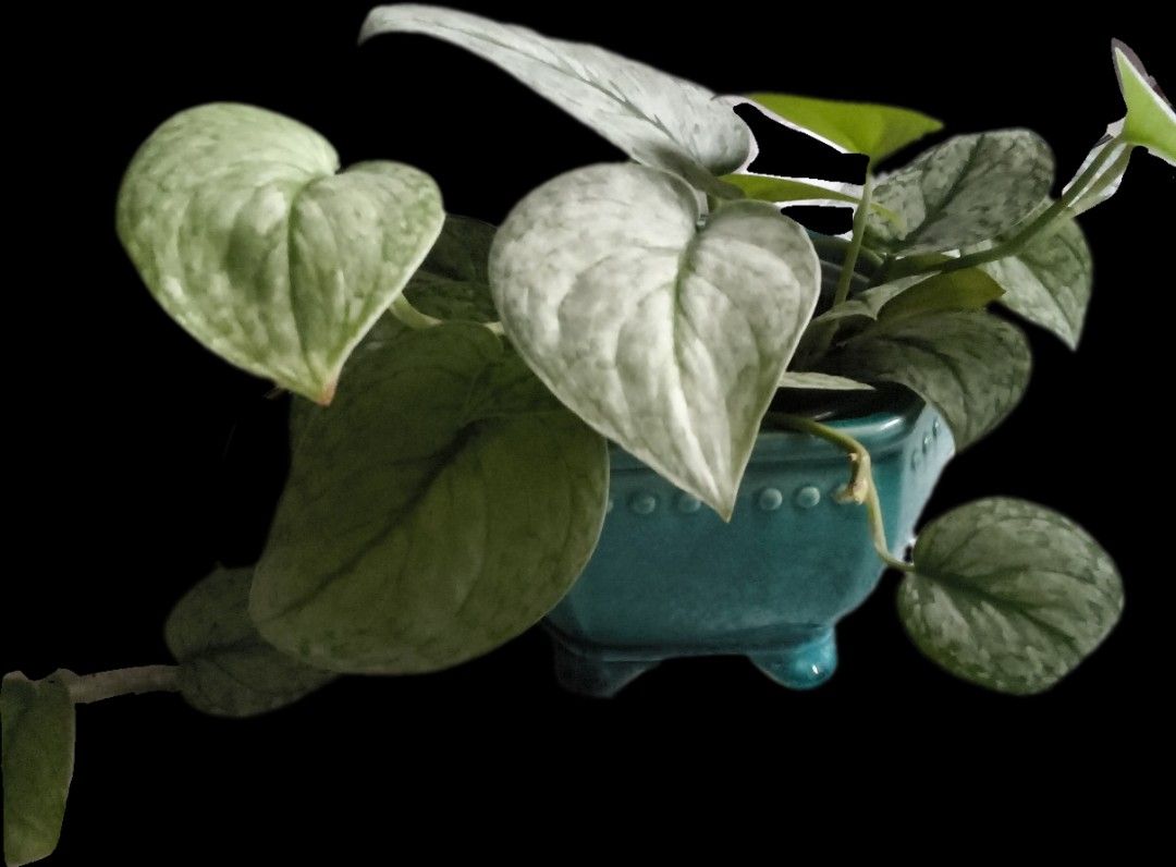 Scindapsus 'cloud' (Category: Plants & Seeds) located in Singapore. Submitted by recycleandbegood (Listing ID 1464576418, Image 2). Description: - Healthy and well-rooted Scindapsus 'cloud' plant. - Features beautiful silvery-green leaves with attractive patterns. - Easy to care for - Self-collection near Outram. -comes in clear plastic pot. (ceramic pot excluded).