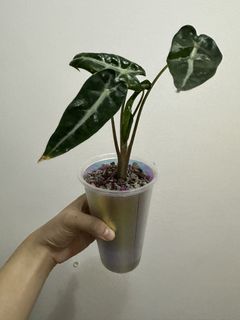 (Category: ) located in . Submitted by crazyplantparent00 (Listing ID 1464741652, Image 1). Description: .