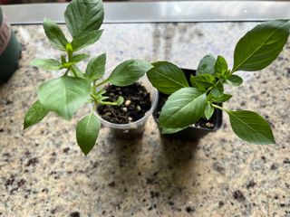 （分類：）位於 。 由 cloudy.202209 提交（商品編號 1461682886，圖片 1）。簡介： 。