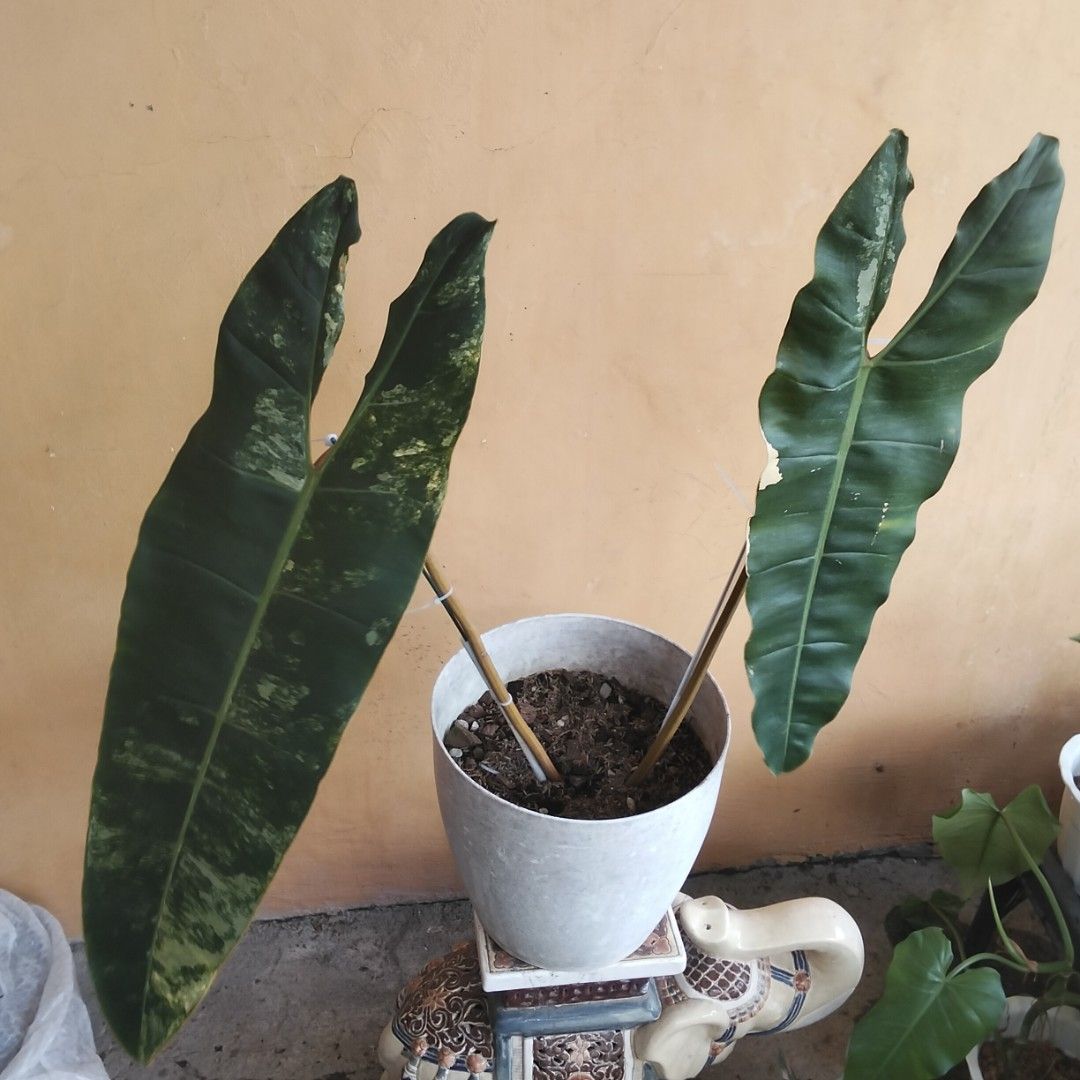 2 Giant Leafers Variegated Billietiae (Category: Plants & Seeds) located in Bacoor. Submitted by youngdog_18b771 (Listing ID 1464797645, Image 1). Description: 🍀Billietiae Variegated Philodendron Price: 2500 Pesos Location:🏡Molino 5 Bacoor City 🛵Shipping through Lalamove and will be shouldered by the buyer. Mode of Payment is thru Gcash. Note: Actual Picture of the Plant Description: 📌 The Plant has 2 variegated leaves. It is fully rooted and