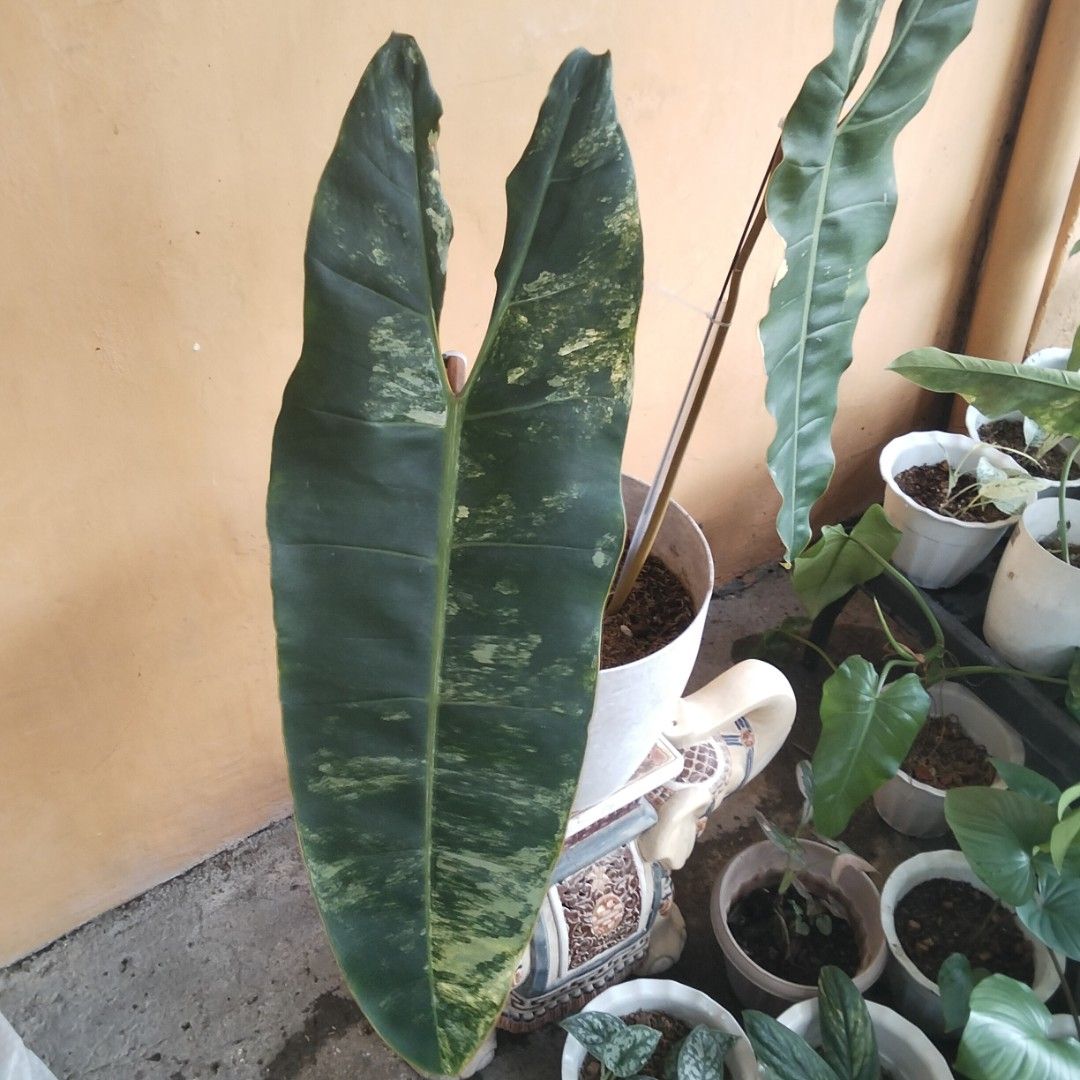 2 Giant Leafers Variegated Billietiae (Category: Plants & Seeds) located in Bacoor. Submitted by youngdog_18b771 (Listing ID 1464797645, Image 3). Description: 🍀Billietiae Variegated Philodendron Price: 2500 Pesos Location:🏡Molino 5 Bacoor City 🛵Shipping through Lalamove and will be shouldered by the buyer. Mode of Payment is thru Gcash. Note: Actual Picture of the Plant Description: 📌 The Plant has 2 variegated leaves. It is fully rooted and