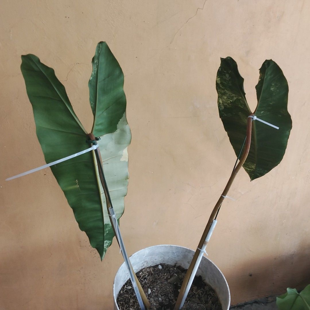2 Giant Leafers Variegated Billietiae (Category: Plants & Seeds) located in Bacoor. Submitted by youngdog_18b771 (Listing ID 1464797645, Image 2). Description: 🍀Billietiae Variegated Philodendron Price: 2500 Pesos Location:🏡Molino 5 Bacoor City 🛵Shipping through Lalamove and will be shouldered by the buyer. Mode of Payment is thru Gcash. Note: Actual Picture of the Plant Description: 📌 The Plant has 2 variegated leaves. It is fully rooted and