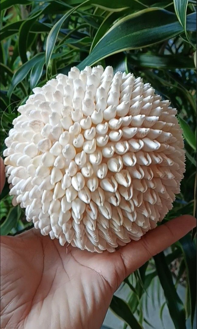 5in Handmade seashell decorative ball ornament (Category: Handmade Craft) located in Taguig. Submitted by amomaenterprise (Listing ID 1464808473, Image 2). Description: - Handcrafted decorative ball covered entirely in real white seashells - Compact size fits comfortably in the palm of your hand - Features a tightly packed, textured spherical design - Natural white tones ideal for coastal or beach-themed rooms - Solid and sturdy construction - Gr