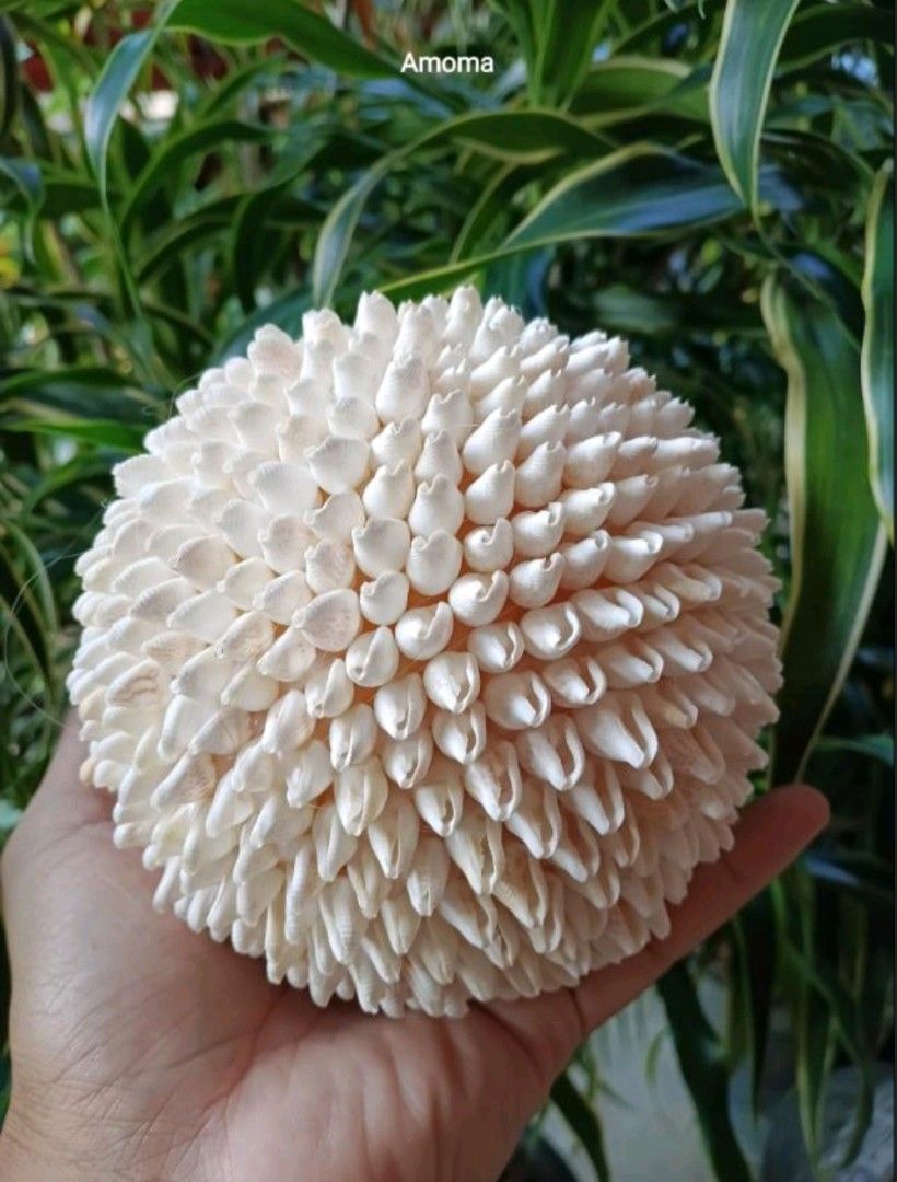 5in Handmade seashell decorative ball ornament (Category: Handmade Craft) located in Taguig. Submitted by amomaenterprise (Listing ID 1464808473, Image 1). Description: - Handcrafted decorative ball covered entirely in real white seashells - Compact size fits comfortably in the palm of your hand - Features a tightly packed, textured spherical design - Natural white tones ideal for coastal or beach-themed rooms - Solid and sturdy construction - Gr