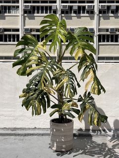 （分類：）位於 。 由 osplants 提交（商品編號 1464794272，圖片 1）。簡介： 。