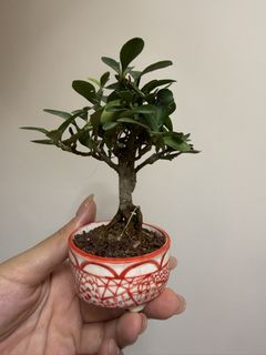 （分類：）位於 。 由 cinebonsai 提交（商品編號 1464881965，圖片 1）。簡介： 。