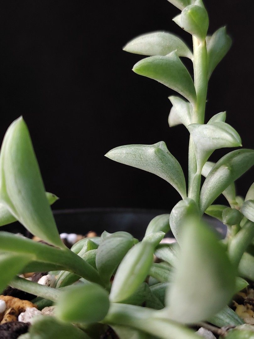 海豚弦月 多肉植物 plant succulents盆栽 花草 連花盆 禮物 新居 gift 【實拍。只此一盆】👑10年五星老店 （分類：其他）位於 Hong Kong。 由 vitaminvitamin 提交（商品編號 1464920760，圖片 2）。簡介： 十分獨特可愛的多肉植物，像海豚跳水一般，有長藤下垂特性，葉色翠綠。容易養護。 有根種定 只此一盤 連厚身底部多孔透氣萬象花盆 盆口8CM。