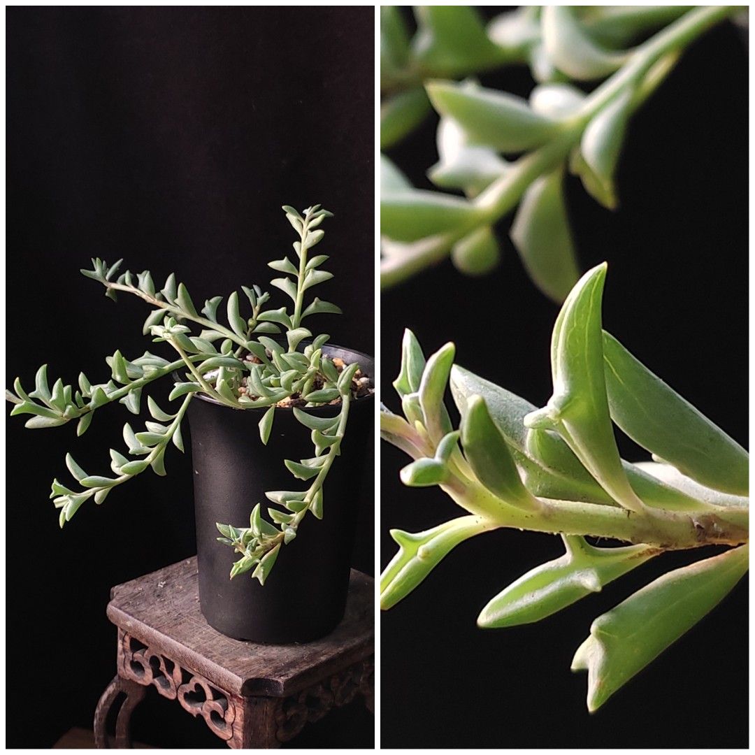 海豚弦月 多肉植物 plant succulents盆栽 花草 連花盆 禮物 新居 gift 【實拍。只此一盆】👑10年五星老店 （分類：其他）位於 Hong Kong。 由 vitaminvitamin 提交（商品編號 1464920760，圖片 1）。簡介： 十分獨特可愛的多肉植物，像海豚跳水一般，有長藤下垂特性，葉色翠綠。容易養護。 有根種定 只此一盤 連厚身底部多孔透氣萬象花盆 盆口8CM。
