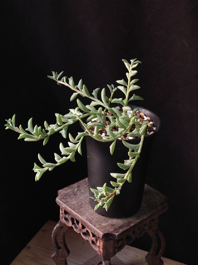 海豚弦月 多肉植物 plant succulents盆栽 花草 連花盆 禮物 新居 gift 【實拍。只此一盆】👑10年五星老店 （分類：其他）位於 Hong Kong。 由 vitaminvitamin 提交（商品編號 1464920760，圖片 3）。簡介： 十分獨特可愛的多肉植物，像海豚跳水一般，有長藤下垂特性，葉色翠綠。容易養護。 有根種定 只此一盤 連厚身底部多孔透氣萬象花盆 盆口8CM。