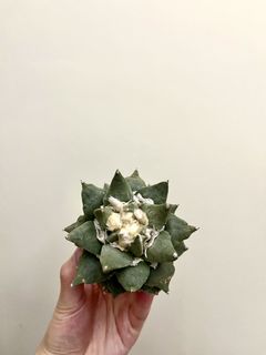 （分類：）位於 。 由 jjccl 提交（商品編號 1464895227，圖片 1）。簡介： 。