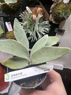 （分類：）位於 。 由 komoreb1_ 提交（商品編號 1464932591，圖片 1）。簡介： 。