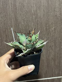 (Category: ) located in . Submitted by bonsaisan (Listing ID 1464967908, Image 1). Description: .
